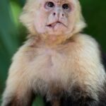 Arts & Vie - Manuel Antonio - Costa Rica