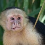 Arts & Vie - Manuel Antonio - Costa Rica