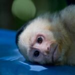Arts & Vie - Manuel Antonio - Costa Rica