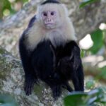 Arts & Vie - Manuel Antonio - Costa Rica