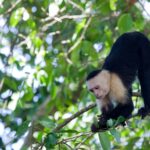 Arts & Vie - Manuel Antonio - Costa Rica