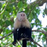 Arts & Vie - Manuel Antonio - Costa Rica