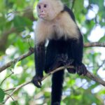 Arts & Vie - Manuel Antonio - Costa Rica