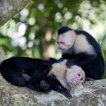 Arts & Vie - Manuel Antonio - Costa Rica