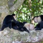 Arts & Vie - Manuel Antonio - Costa Rica