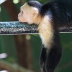 Arts & Vie - Manuel Antonio - Costa Rica