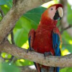 Arts & Vie - Manuel Antonio - Costa Rica