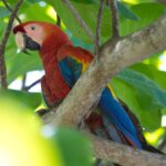 Arts & Vie - Manuel Antonio - Costa Rica