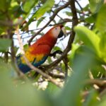 Arts & Vie - Manuel Antonio - Costa Rica