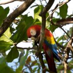 Arts & Vie - Manuel Antonio - Costa Rica