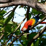 Arts & Vie - Manuel Antonio - Costa Rica