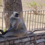 Arts & Vie - Chittorgarh - Inde