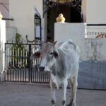 Arts & Vie - Bijaipur - Inde