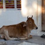 Arts & Vie - Bijaipur - Inde