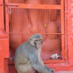 Arts & Vie - Bundi - Inde