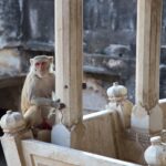 Arts & Vie - Bundi - Inde