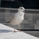 Arts & Vie - Oslo - Norvège