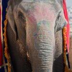 Arts & Vie - Forteresse d'Amber - Inde
