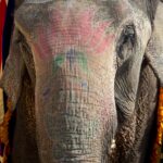 Arts & Vie - Forteresse d'Amber - Inde