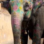 Arts & Vie - Forteresse d'Amber - Inde