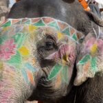 Arts & Vie - Forteresse d'Amber - Inde