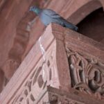 Arts & Vie - Fathepur - Inde