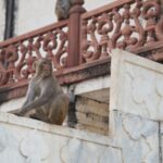 Arts & Vie - Taj Mahal - Inde