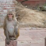 Arts & Vie - Taj Mahal - Inde