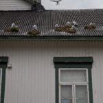 Arts & Vie - Lofoten - Norvège