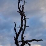 Arts & Vie - Finlande