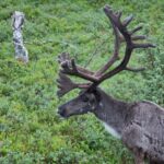Arts & Vie - Finlande
