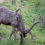 Arts & Vie - Finlande