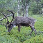 Arts & Vie - Finlande