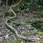 Arts & Vie - Irazu & Cartago - Costa Rica