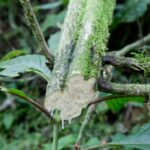 Arts & Vie - Irazu & Cartago - Costa Rica