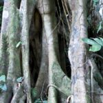 Arts & Vie - Irazu & Cartago - Costa Rica