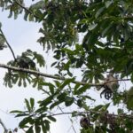 Arts & Vie - Irazu & Cartago - Costa Rica
