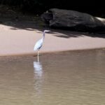 Arts & Vie - Tortuguero - Costa Rica