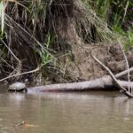 Arts & Vie - Tortuguero - Costa Rica