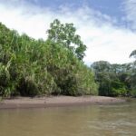 Arts & Vie - Tortuguero - Costa Rica