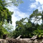 Arts & Vie - Tortuguero - Costa Rica