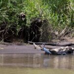 Arts & Vie - Tortuguero - Costa Rica