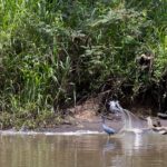 Arts & Vie - Tortuguero - Costa Rica