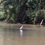 Arts & Vie - Tortuguero - Costa Rica