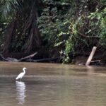 Arts & Vie - Tortuguero - Costa Rica