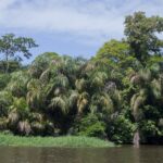 Arts & Vie - Tortuguero - Costa Rica