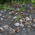Arts & Vie - Tortuguero - Costa Rica