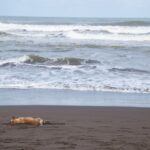 Arts & Vie - Tortuguero - Costa Rica