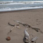 Arts & Vie - Tortuguero - Costa Rica