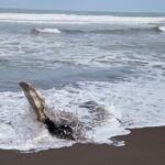 Arts & Vie - Tortuguero - Costa Rica